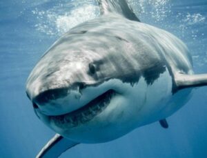 Read more about the article Ilmuwan Cemas dengan Kemunculan Hiu Putih Raksasa Breton di Florida