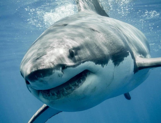 Read more about the article Ilmuwan Cemas dengan Kemunculan Hiu Putih Raksasa Breton di Florida