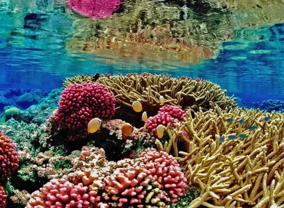 Read more about the article Utang Disulap Jadi Dana Penyelamat Terumbu Karang Indonesia